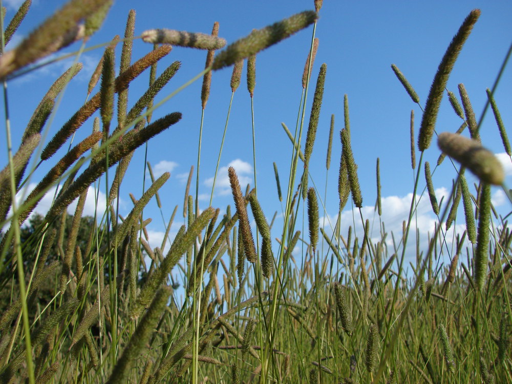 bojnek hliznat
Phleum bertolonii)