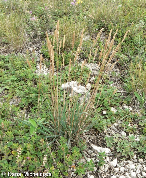 bojnek tuh
(Phleum phleoides)