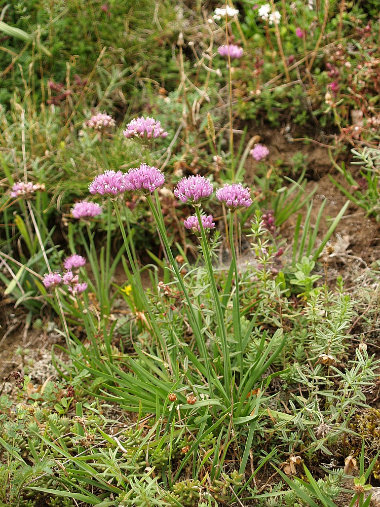 esnek er (Allium senescens)