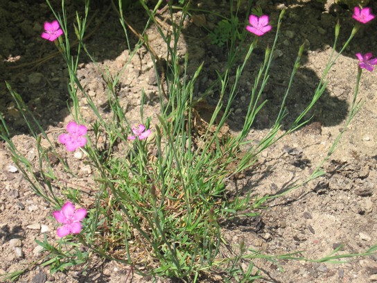 hvozdk kropenat (Dianthus deltoides)