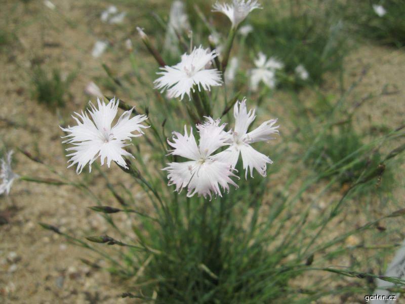 hvozdk psen (Dianthus arenarius)