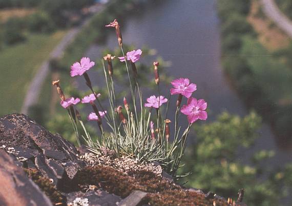 hvozdík sivý (Dianthus gratianopolitanus)