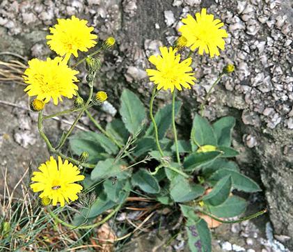 jestbnk chlupek (Hieracium pilosella)