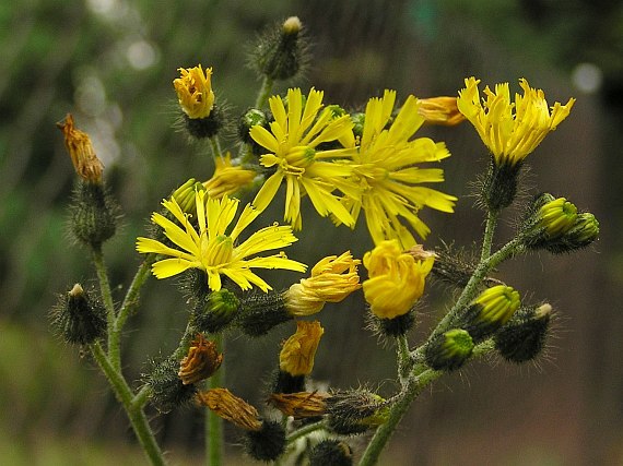 jestbnk trsnat (Hieracium caespitosum)