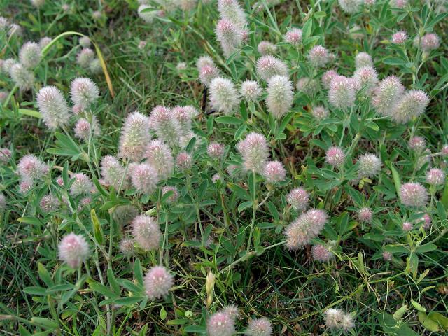 jetel rolní (Trifolium arvense)