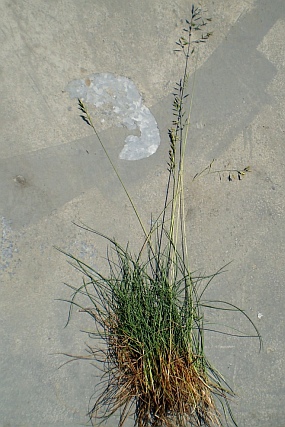 kostava drsnolist (Festuca brevipila)