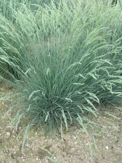 kostava ov
(Festuca ovina)