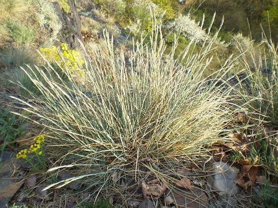 kostava siv
(Festuca pallens)