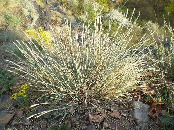 kostava siv
(Festuca pallens)