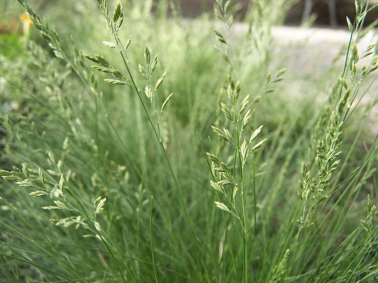 kostava vlskovit
(Festuca filiformis)