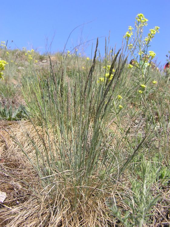 kostava walisk
(Festuca valesiaca)