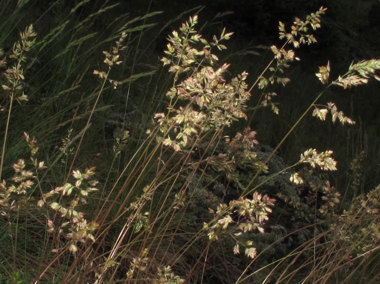 lipnice cibulkat
(Poa bulbosa)