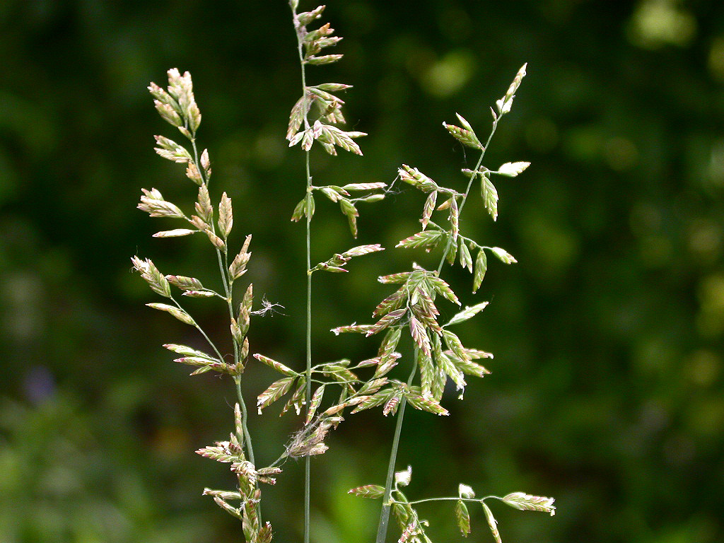 lipnice smknut
(Poa compressa)