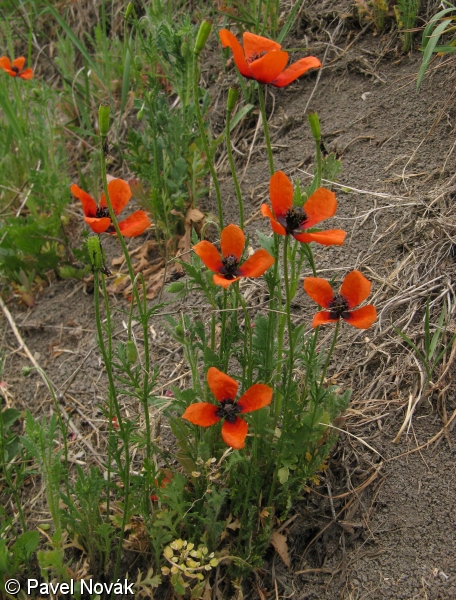 mk poln (Papaver agremone)