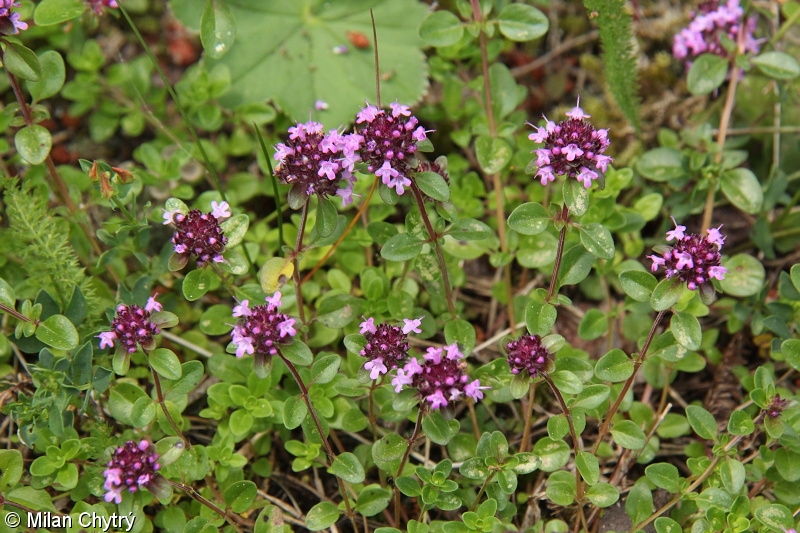 matedouka vejit (Thymus pulegioides)