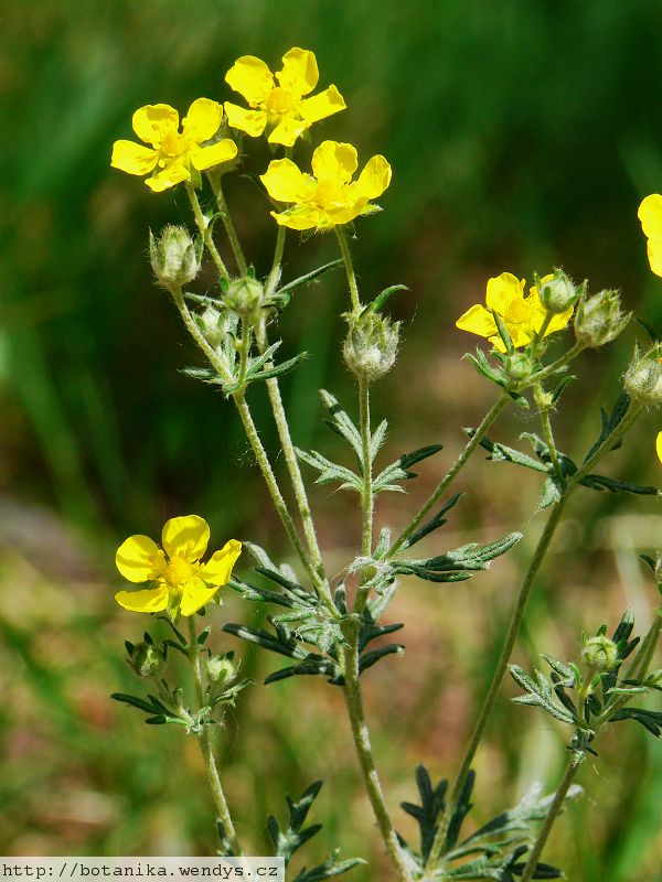 mochna stbrn (Potentilla argentea)