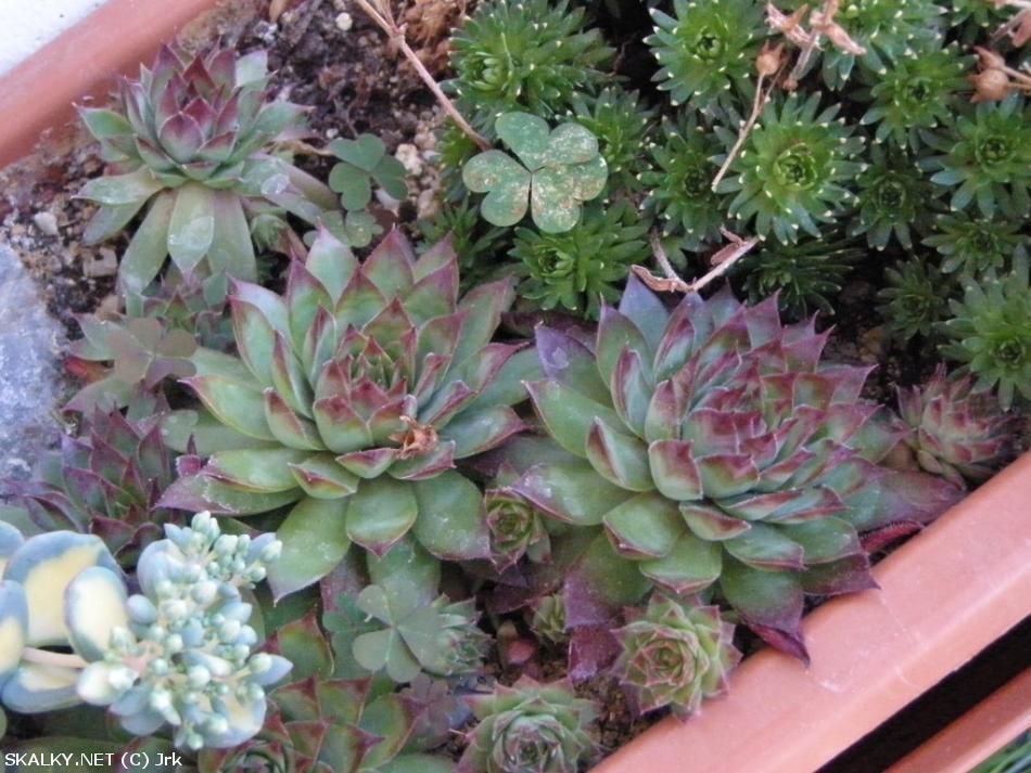 netesk sten (Sempervivum tectorum)