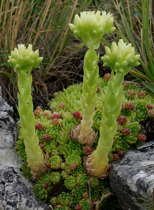 netesk vbkat (Jovibarba globifera)