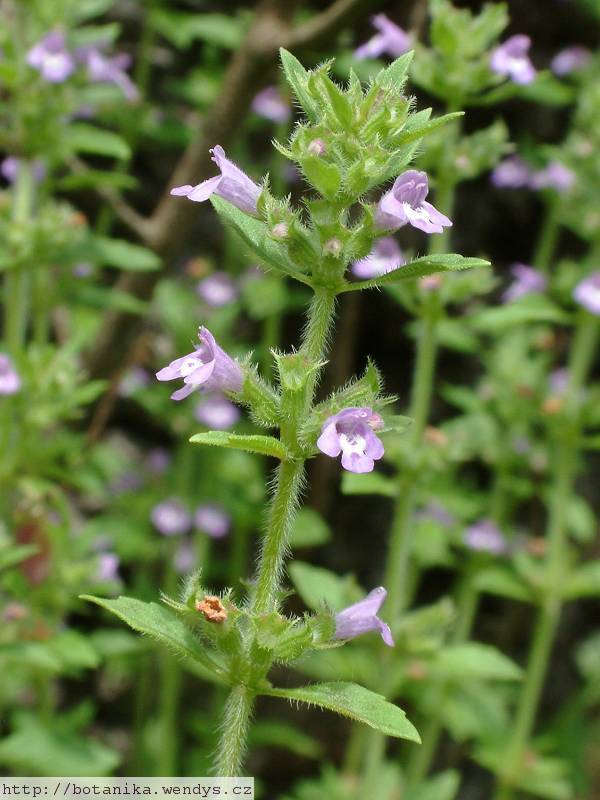 pamtnk roln (Acinos arvensis)