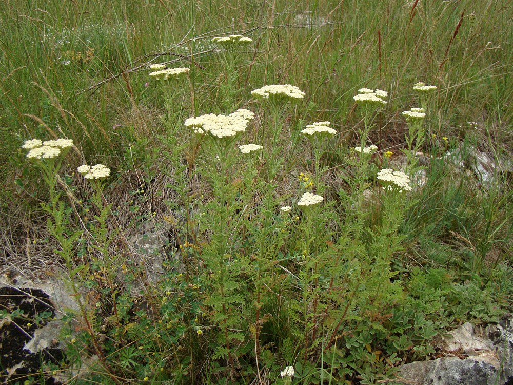 ebek slin (Achillea nobilis)