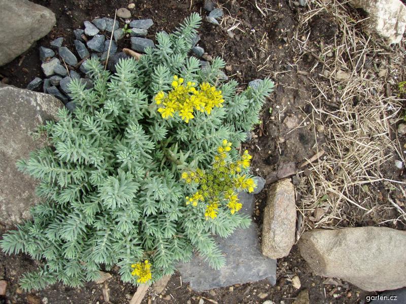 rozchodnk skaln (Sedum reflexum)