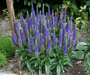 rozrazil klasnat (Veronica spicata)