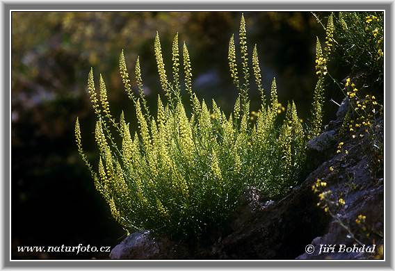 rt lut (Reseda lutea)