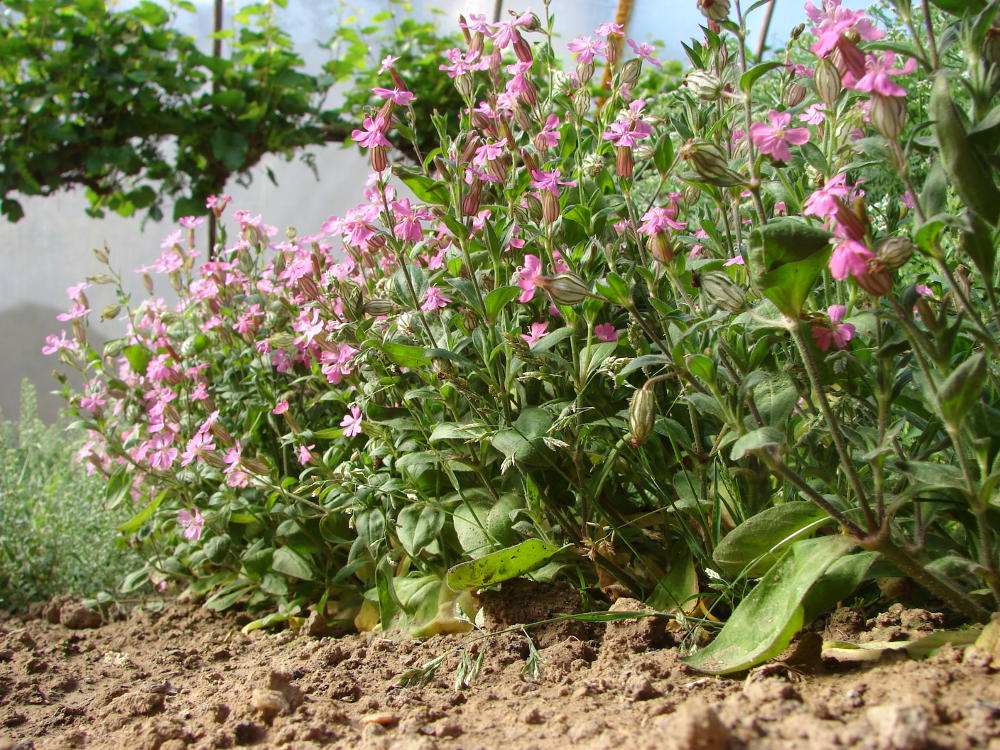 silenka francouzsk (Silene gallica)