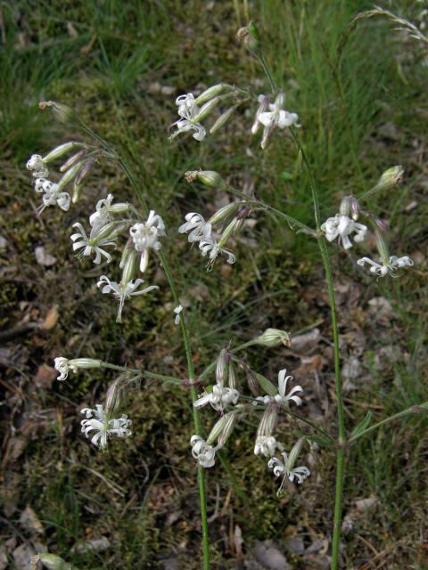 silenka nc (Silene nutans)