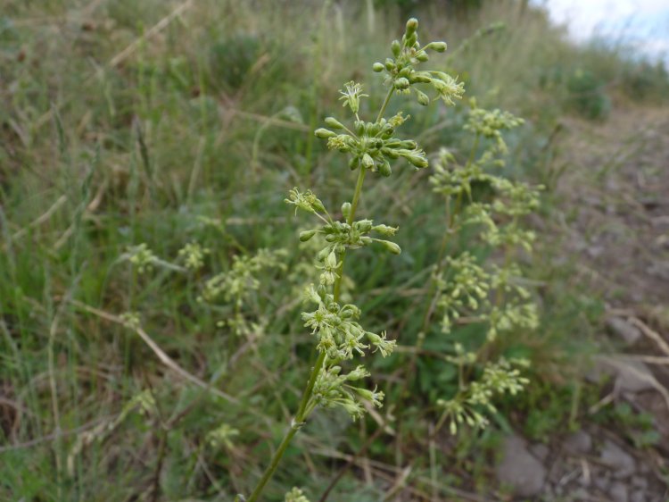 silenka unice (Silene otites)