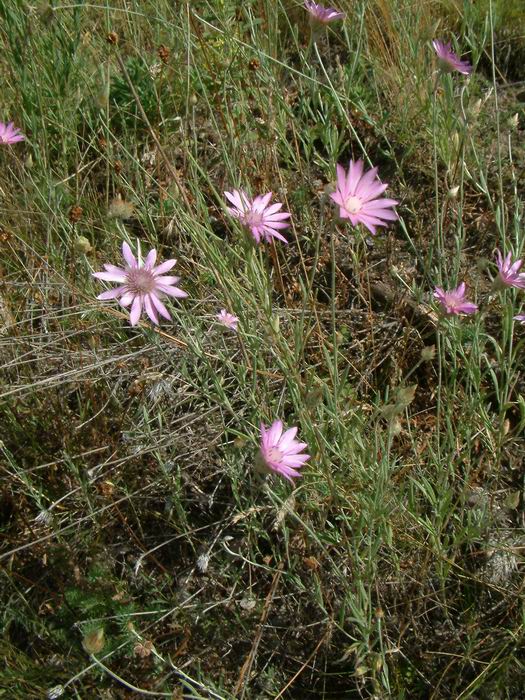 suchokvt ron (Xeranthemum annuum)