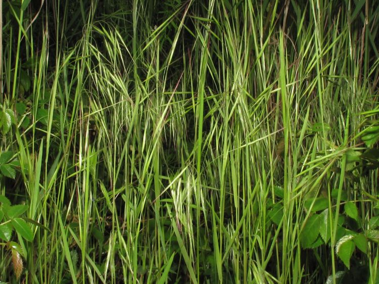 sveep sten
(Bromus tectorum)