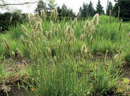 tomka vonn
(Anthoxanthum odoratum)