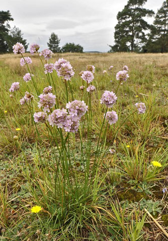 trvnika obecn (Armeria vulgaris)