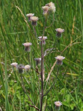 turan ostr (Erigeron acris)