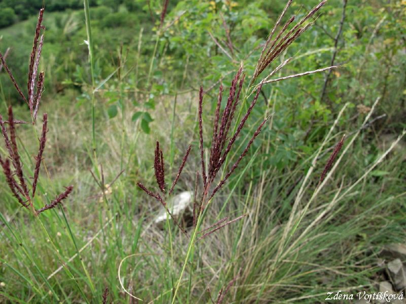 vousatka prstnat
(Bothriochloa ischaemum)