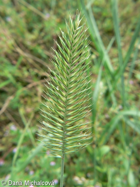 itk hebenit
(Agropyron cristatum)